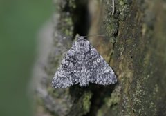 Acronicta megacephala (Poplar Grey)