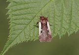 Ochropleura plecta (Hvitkantfly)