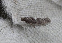 Acrolepiopsis assectella (Leek Moth)