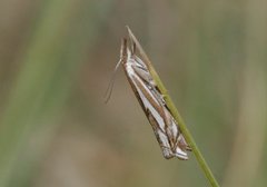 Crambus pratella (Scarce Grass-veneer)