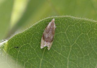 Eucosmomorpha albersana (Vivendelvikler)