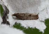 Epinotia caprana (Seljekveldvikler)