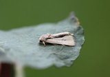 Mesoligia furuncula (Cloaked Minor)