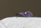 Eriocrania semipurpurella (Early Purple)