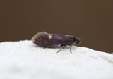 Eriocrania semipurpurella (Early Purple)