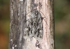 Brachionycha nubeculosa (Vårlurvefly)