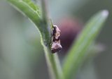 Eupoecilia angustana (Lyngheipraktvikler)