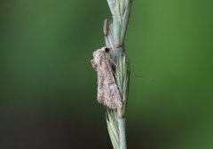 Mesoligia furuncula (Spinkelt engfly)