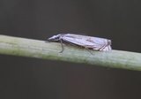Crambus uliginosellus (Marsh Grass-veneer)