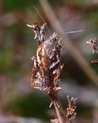 Acleris hyemana (Kystflatvikler)