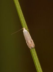 Monochroa suffusella (Notch-wing Neb)