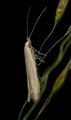 Coleophora glitzella