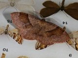 Plagodis pulveraria (Barred Umber)