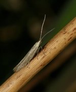 Coleophora alticolella (Common Rush Case-bearer)