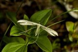 Hellinsia tephradactyla (Prikkfjærmøll)