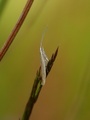 Coleophora trochilella (Verge Case-bearer)