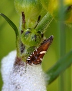 Glyphipterix forsterella (Sedge Fanner)