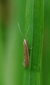 Coleophora alticolella (Common Rush Case-bearer)