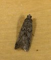 Ephestia kuehniella (Mediterranean Flour Moth)