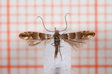 Phyllonorycter nicellii