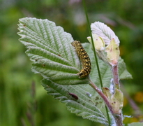 Lithophane consocia (Grått kappefly)