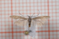 Coleophora taeniipennella (Small Rush Case-bearer)