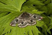 Saturnia pavonia (Emperor Moth)