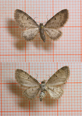 Eupithecia subfuscata (Grumset dvergmåler)