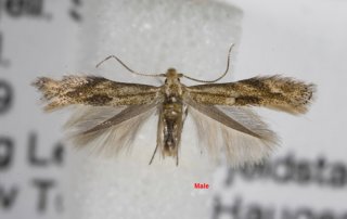 Bucculatrix demaryella (Birch Bent-wing)