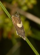 Dichrorampha petiverella (Hesteskorotvikler)