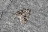 Epirrita christyi (Pale November Moth)