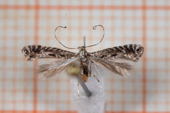 Parornix scoticella (Rowan Slender)