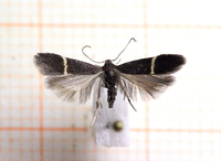 Syncopacma cinctella (White-streak Sober)