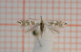 Phyllonorycter hilarella (Sallow Midget)