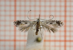 Parornix scoticella (Rowan Slender)