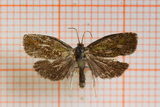 Ptycholoma lecheana (Brindled Tortrix)