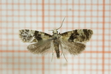 Phalonidia manniana (Myntepraktvikler)