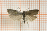 Ancylis subarcuana (Viersigdvikler)