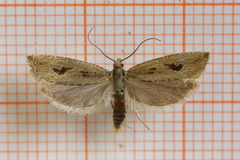 Bactra lancealana (Sivsumpvikler)