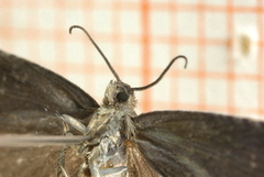 Grapholita funebrana (Plum Fruit Moth)