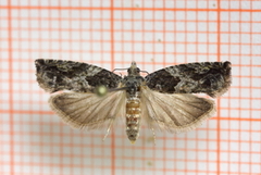 Epinotia nisella (Raklekveldvikler)