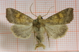 Amphipoea fucosa (Variabelt stengelfly)