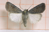 Caradrina montana (Lyst urtefly)