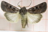 Euxoa recussa (Fiolettbrunt jordfly)