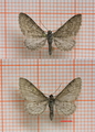 Eupithecia gelidata (Myrdvergmåler)