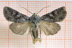 Lasionycta proxima (Smellefjellfly)