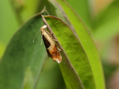 Ancylis badiana (Vikkesigdvikler)