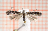 Parornix anglicella (Hawthorn Slender)