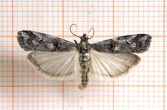 Pempelia palumbella (Heather Knot-horn)