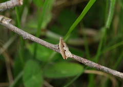 Ancylis geminana (Festooned Roller)